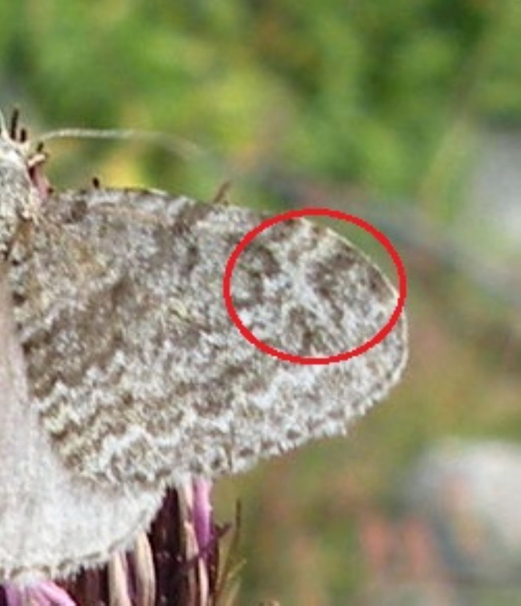 Forse Coenotephria salicata?